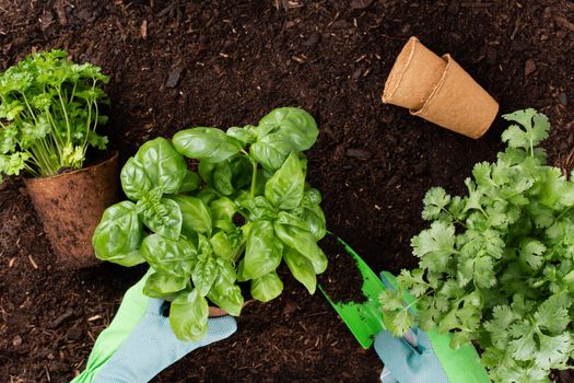 Woman planting young seedlings of lettuce salad in the vegetable garden.