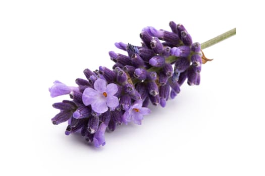 Lavender flowers bunch tied isolated on white background.