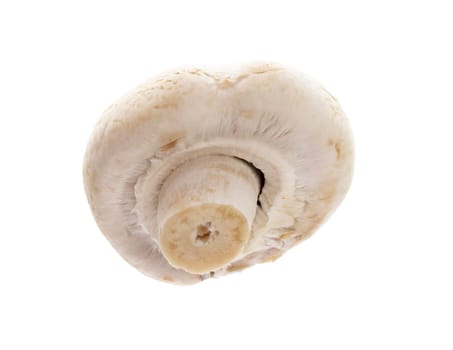 champignon isolated on a white background.