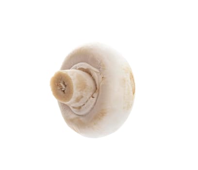 champignon isolated on a white background.