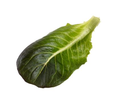 Salad leaf Bio lettuce isolated on white background.