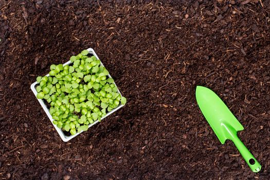 Woman planting young seedlings of lettuce salad in the vegetable garden.