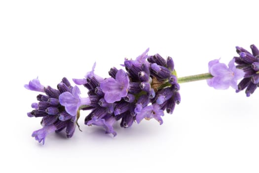Lavender flowers bunch tied isolated on white background.