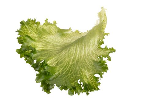 Salad leaf Bio lettuce isolated on white background.