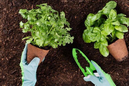 Woman planting young seedlings of lettuce salad in the vegetable garden.