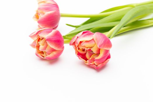 Pink color tulips on the white background. Spring greeting card. Retro vintage style.