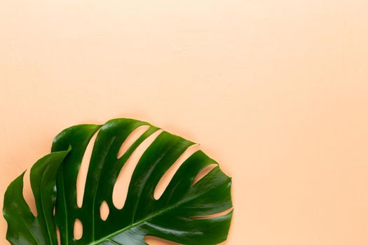 Monstera leaf on color background. Palm leaf, Real tropical jungle foliage Swiss cheese plant. Flat lay and top view.