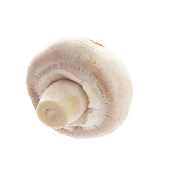 champignon isolated on a white background.