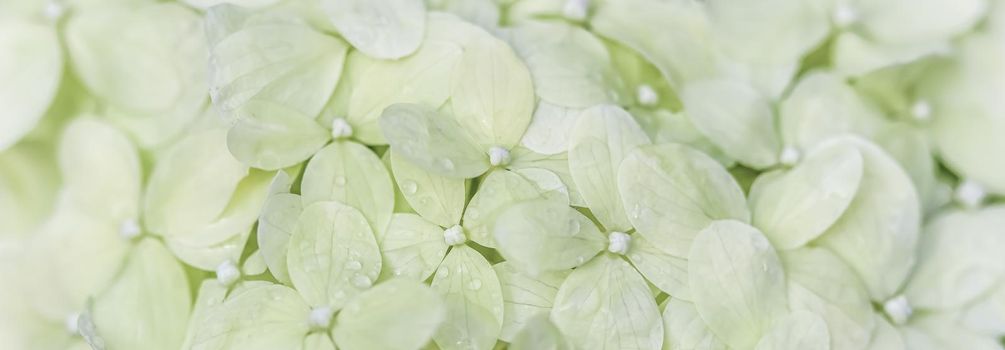 Background from white flowers with dew drops. Hydrangea or hortensia in blossom
