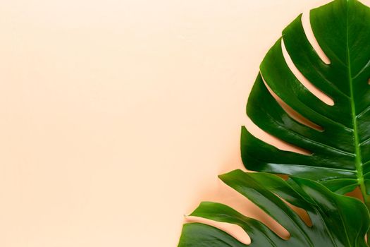 Monstera leaf on color background. Palm leaf, Real tropical jungle foliage Swiss cheese plant. Flat lay and top view.