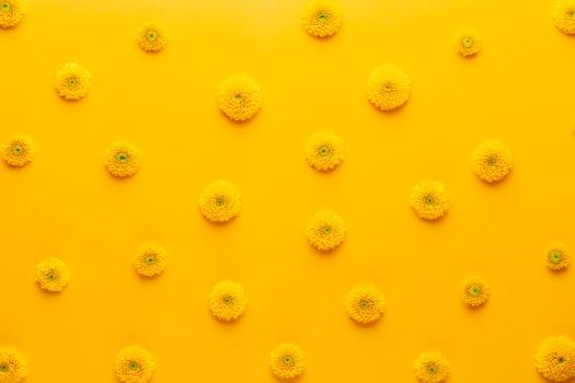 Yellow flower pattern on a yellow background. Gerbera spring flowers arranged on a vivid background. Top view. Flat lay. Valentine's background. Floral pattern.  The concept of summer, spring, Mother's Day, March 8