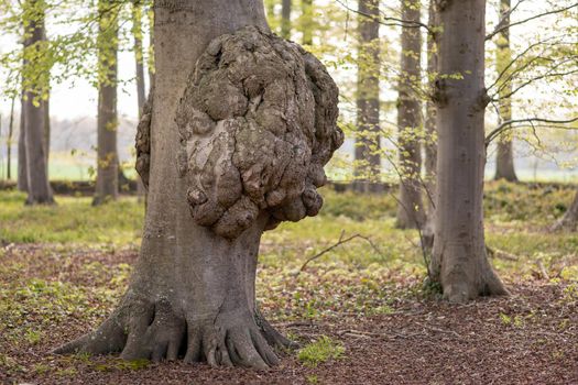 Big growth on a tree trunk Disease of a tree bark Cap