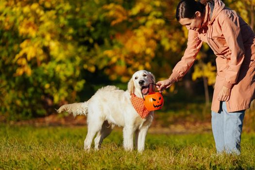 Girl in a pink raincoat gives golden retriever puppy in bright orange bandana a pumpkin shape or jack o lantern bucket. Halloween main symbol and a qute dog. Training dog outside