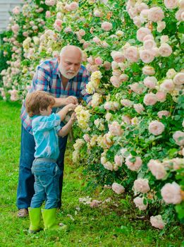 Gardener cutting flowers in his garden. A grandfather and a toddler are working in flowers park. Father and son grows flowers together. Family generation and relations concept. Farm family