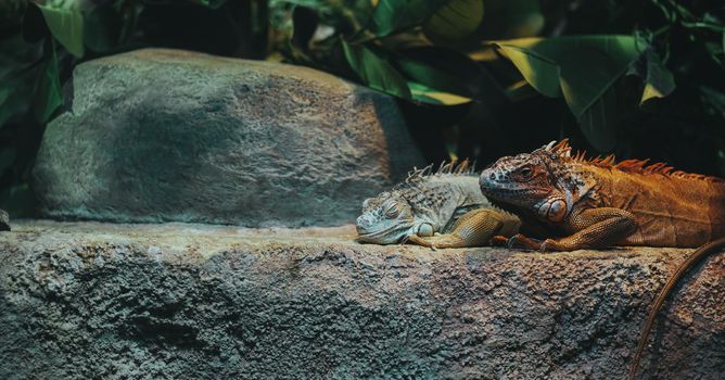 Cute iguanas lying on rock in enclosure. Large herbivorous lizards resting on cliff