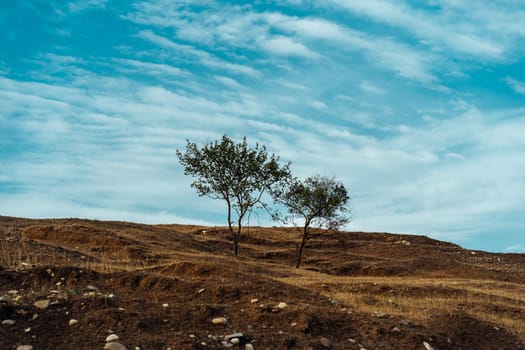 Thin trees growing on dry hill against cloudy blue sky on sunny summer day in countryside