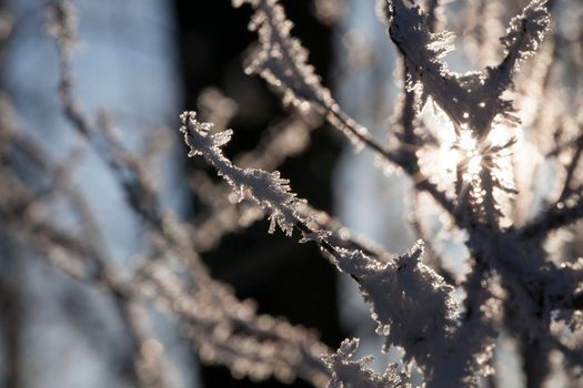 sun shining through the branches in the winter season, Rime in the trees closeup