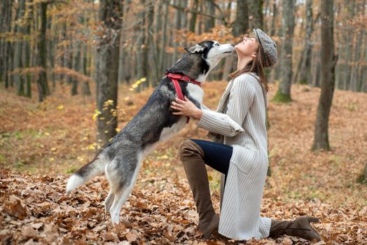 Girl pretty stylish woman walking with husky dog autumn forest. Walking a dog in the autumn forest. Wild in soul. Autumn Girl enjoy walk with husky dog. Animal husbandry