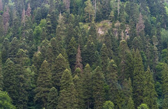 Texture of green trees on high ground.