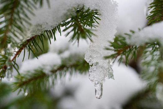 A branch of pine with long needles covered with white fresh snow in a winter frosty sunny day. Natural decoration. Fresh air and enjoyment of nature. Holidays are coming. The first snow. Winter activities. New Year and Christmas greeting card. Copy space for advertising in the winter season