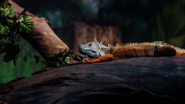 Cute iguana lying on tree in enclosure. Large herbivorous lizard resting on trunk of tree