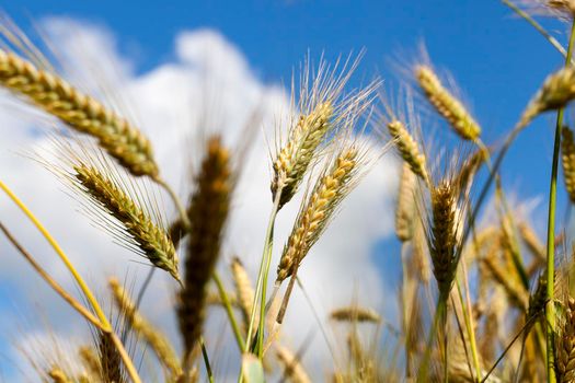 rye ears changing color during ripening on an agricultural field, close-up against a sky background