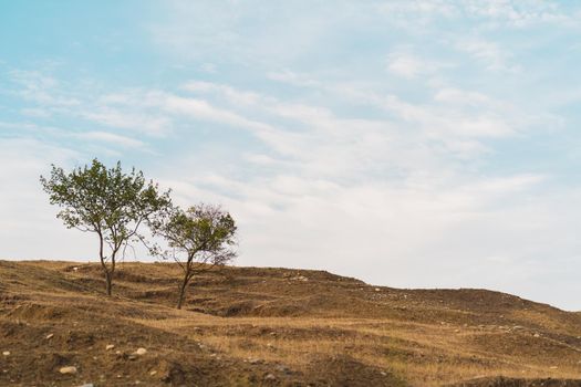 Thin trees growing on dry hill against cloudy blue sky on sunny summer day in countryside