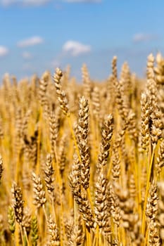 ripe large grain in wheat ears ready for harvest, but before harvest, close-up photo in summer