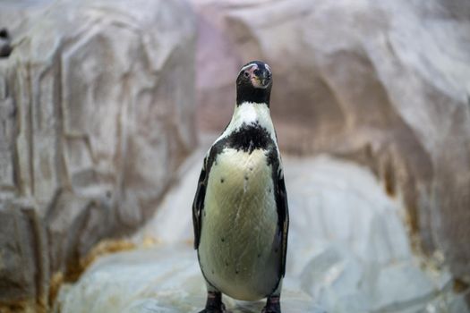 Portrait of cute penguin sitting in enclosure. Seabird looks around