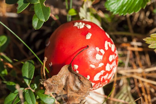 red mushroom head with white spots in the forest, autumn season, closeup