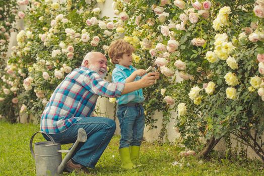 Little boy and father over roses background. Professional Gardener at Work