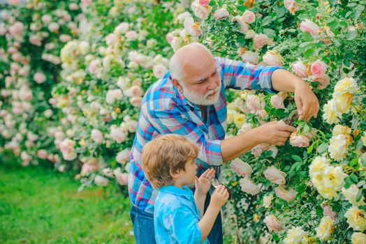 Grandfather and grandchild enjoying in the garden with roses flowers. Happy gardeners with spring flowers. lifestyle and family life