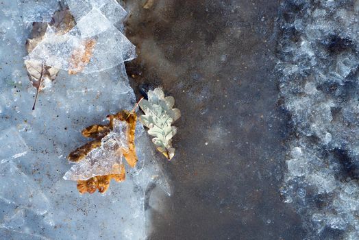 Frozen oak leafs on ice background. Time step of changes in young leaves. Concept of death in old age, aging. Different stages of life. Natural texture. Art everywhere concept