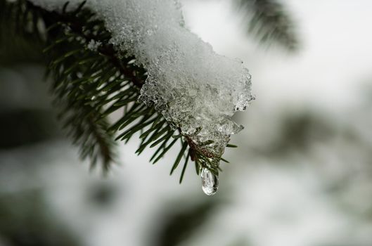 Close up of branches covered in snow. X'mas time. Cold toned