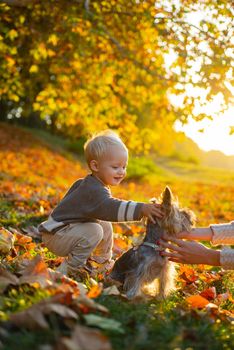 Sunny day. The boy sits in the autumn leaves in the park. Boy sitting and playing with small beautiful puppy. Outdoor portrait of cute baby with creative autumn color effects