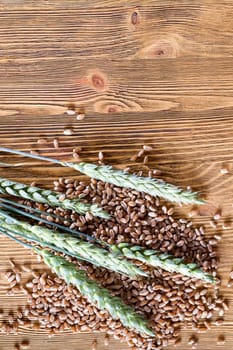 fresh green ears of wheat and a ripe golden grain lying together on an old wooden table, close-up