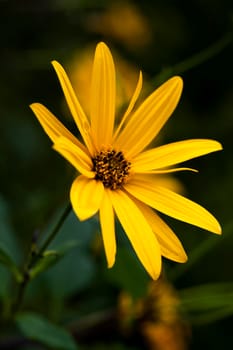 photo close-up of yellow flower in autumn season, shallow depth of field