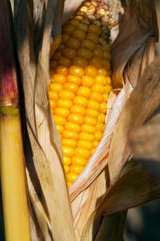 photo of a ripe corn cob with yellow grains, lit in the sun. photo close-up on a farmland field in autumn