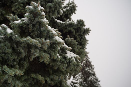 Close up of nice evergreen fir with snow in cloudy weather. Fir branches on background of gray sky