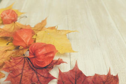 Physalis or Chinese Lantern Plants and maple leaves. Natural colorful autumn decorations: Physalis alkekengi and leaves.