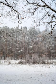 Snow covered trees in the winter forest. Winter landscape