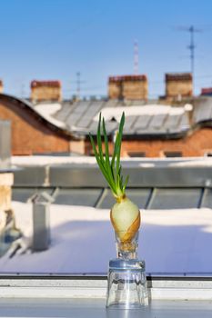 Growing vegetables at home on a windowsill in winter. Green onions growing on the windowsill