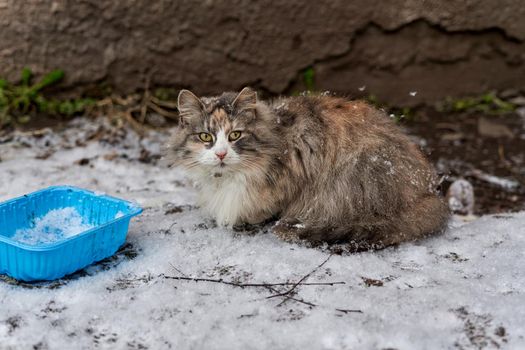 Fluffy cat sits in the snow next to an empty bowl. Looks into the camera,close up