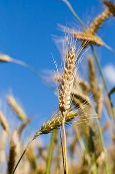 Sunny day in the field with golden wheat. Photo close-up of an ear on a sky background