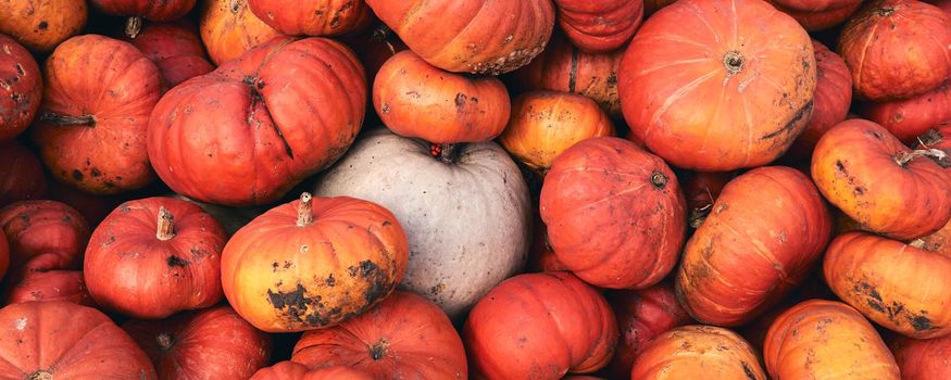 A lot of huge and mini decorative pumpkins at farm market. Thanksgiving holiday season and Halloween decor. Autumn harvers, fall natural texture orange background.