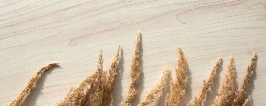 A bouquet of spikelets. Frame of dry reeds isolated on white background. Abstract dry grass flowers, herbs on wooden table on pastel beige background. Stylish home decor.