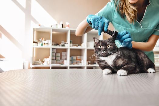 I want to check everything. Young female veterinarian in work uniform checking ear health of a big black cat with a special tool at the veterinary clinic. Pet care concept. Medicine concept. Animal hospital