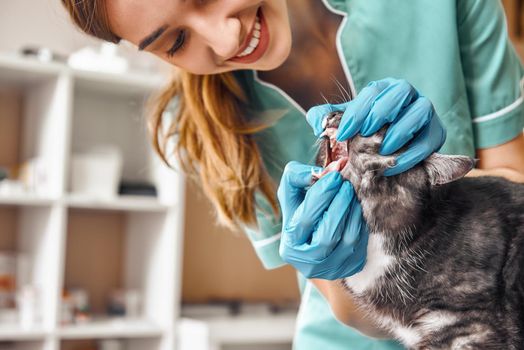 Is everything alright Young female veterinarian in work uniform is checking teeth of a fluffy black cat in veterinary clinic. Pet care concept. Medicine concept. Animal hospital