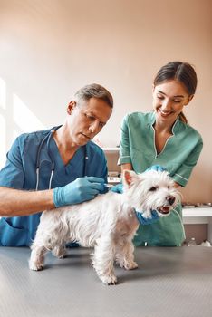 Perfect patient. A male middle aged vet making an injection for a small dog while his female assistant holding a patient. Vet clinic. Pet care concept. Medicine concept. Animal hospital