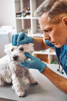 Eyesight it is important. Male middle-aged vet in work uniform checking eyes of a small cute dog in veterinary clinic. Pet care concept. Medicine concept. Animal hospital